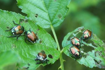 Popillia japonica su foglia verde