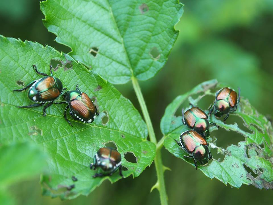 Popillia japonica su foglia verde